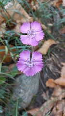 Dianthus seguieri