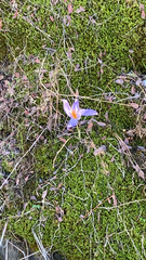 Crocus speciosus