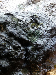 Hyperphyscia adglutinata