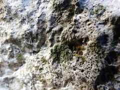 Hyperphyscia adglutinata