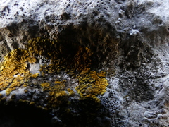 Variospora aurantia