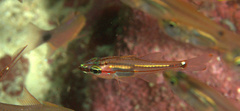 Ostorhinchus dispar