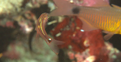 Ostorhinchus dispar