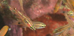 Ostorhinchus dispar