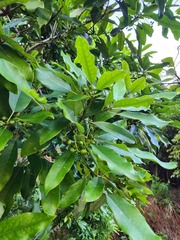 Daphniphyllum oldhami