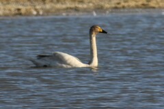 Cygnus columbianus bewickii