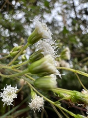 Ageratina gracilis