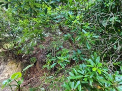 Daphniphyllum oldhami