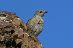 Monticola saxatilis