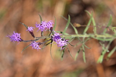 Liatris gracilis