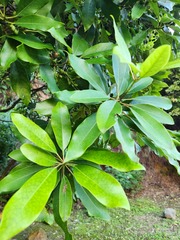 Daphniphyllum oldhami