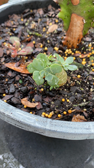 Dacrymyces stillatus