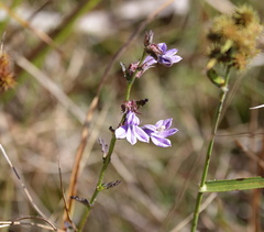 Lobelia brevifolia