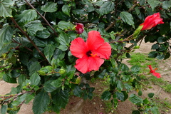 Hibiscus rosa-sinensis