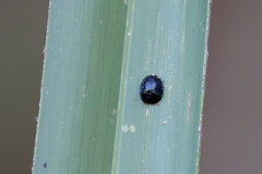 Hemisphaerota cyanea