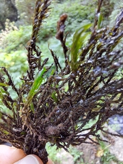 Racomitrium aciculare