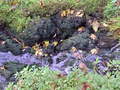 Racomitrium aciculare