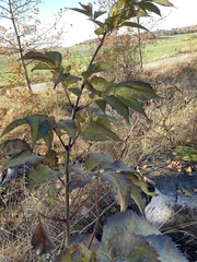 Sambucus
