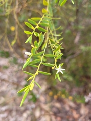 Olax stricta