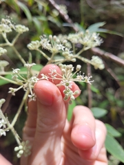 Astrotricha floccosa