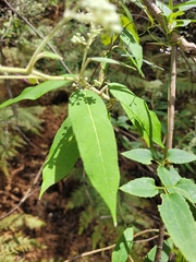 Astrotricha floccosa