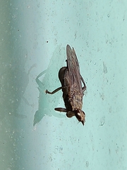 Pseudolynchia canariensis