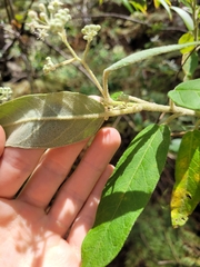 Astrotricha floccosa