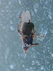 Pseudolynchia canariensis