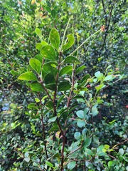 Syzygium elliptifolium