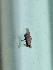 Pseudolynchia canariensis