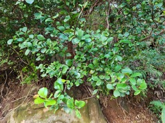 Syzygium elliptifolium