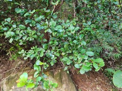 Syzygium elliptifolium