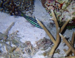 Cheilodipterus isostigma