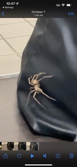 Heteropoda jugulans