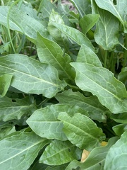 Rumex acetosa