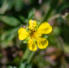 Potentilla argentea