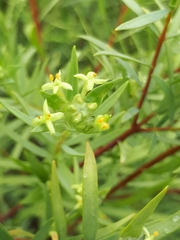 Pimelea microcephala