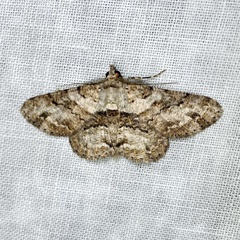 Cleora repetita
