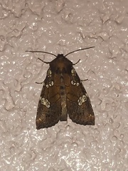 Papaipema marginidens