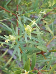 Pimelea microcephala