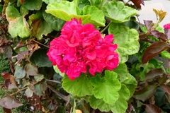 Pelargonium