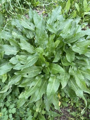 Rumex acetosa