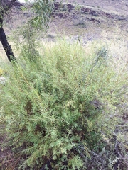 Pimelea microcephala