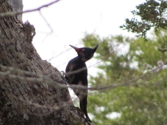 Campephilus magellanicus