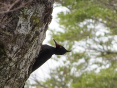 Campephilus magellanicus