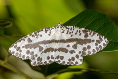 Abraxaphantes perampla