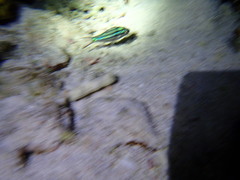 Cheilodipterus isostigma