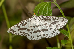 Abraxaphantes perampla