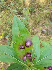 Botryosphaeria dothidea