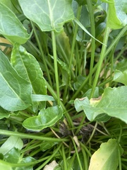 Rumex acetosa